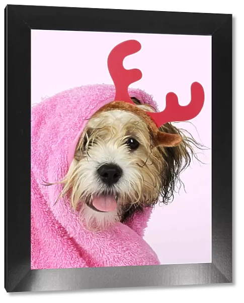 JD-21389. Teddy Bear dog wrapped in a towel wearing a pair of red Christmas antlers Date