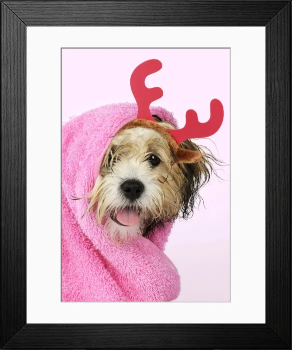 Framed Print : JD-21389. Teddy Bear dog wrapped in a towel wearing a pair of red Christmas antlers Date Framed Print : JD-21389. Teddy Bear dog wrapped in a towel wearing a pair of red Christmas antlers Date