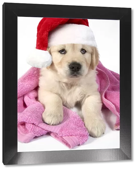 JD-24438. DOG - Golden Retriever puppy with towel draped over back wearing