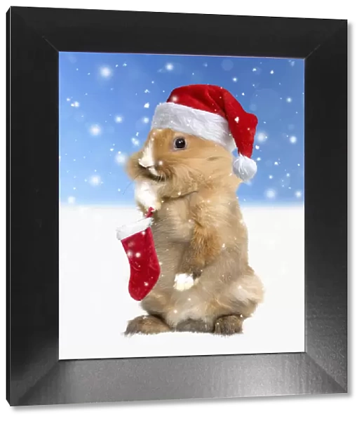A20, 646. Rabbit wearing Christmas hat in winter snow scene Date