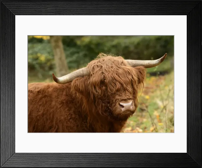 Framed Print : MAMMAL. highland cattle ( BULL ) in autumn leaves Framed Print : MAMMAL. highland cattle ( BULL ) in autumn leaves
