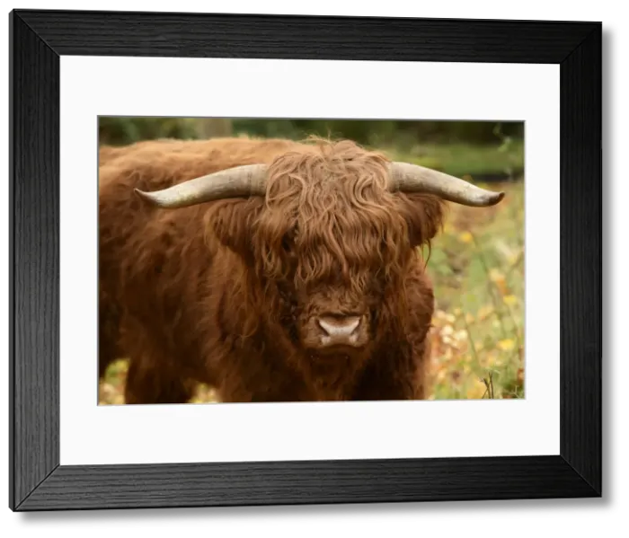 Framed Print : MAMMAL. highland cattle ( BULL ) in autumn leaves