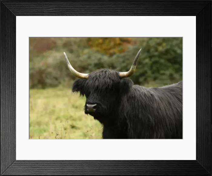 Framed Print : MAMMAL. highland cattle ( cow ) in autumn leaves Framed Print : MAMMAL. highland cattle ( cow ) in autumn leaves