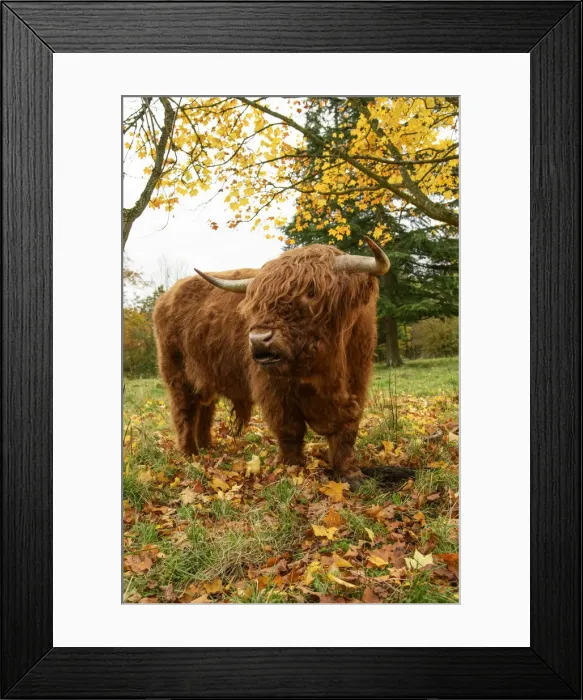Framed Print : MAMMAL. highland cattle ( BULL ) in autumn leaves Framed Print : MAMMAL. highland cattle ( BULL ) in autumn leaves