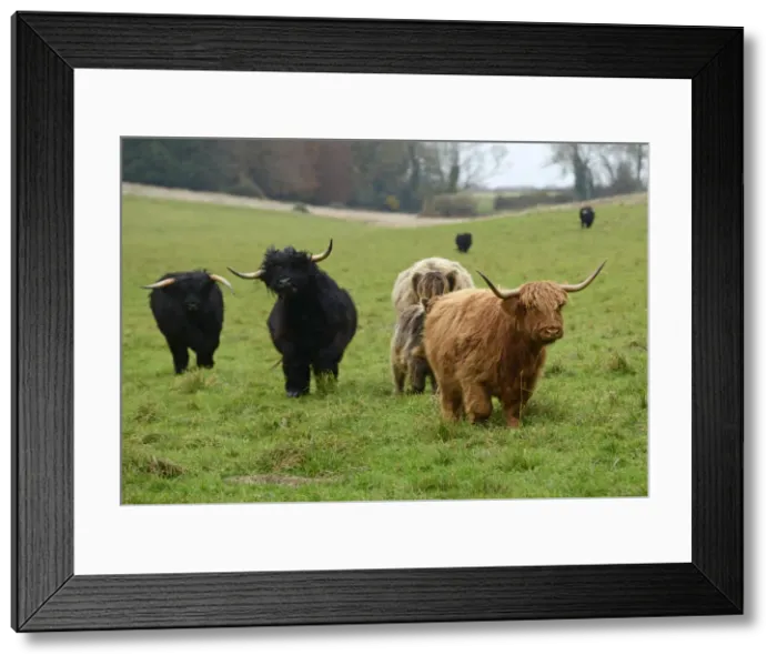 Framed Print : MAMMAL. highland cattle herd in a field Framed Print : MAMMAL. highland cattle herd in a field