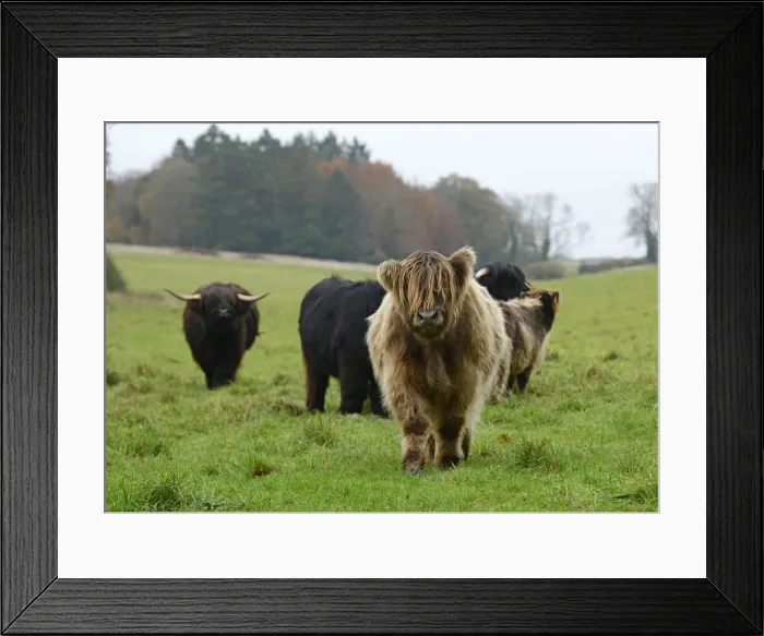Framed Print : MAMMAL. highland cattle herd in a field Framed Print : MAMMAL. highland cattle herd in a field