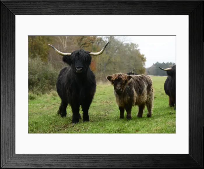 Framed Print : MAMMAL. highland cattle herd in a field Framed Print : MAMMAL. highland cattle herd in a field