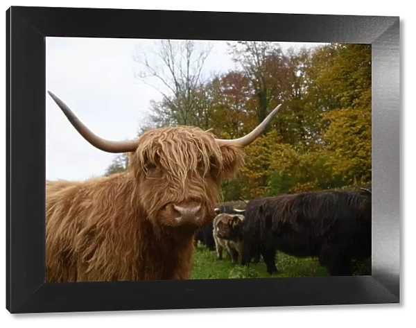MAMMAL. highland cattle ( BULL & cow ) in autumn leaves