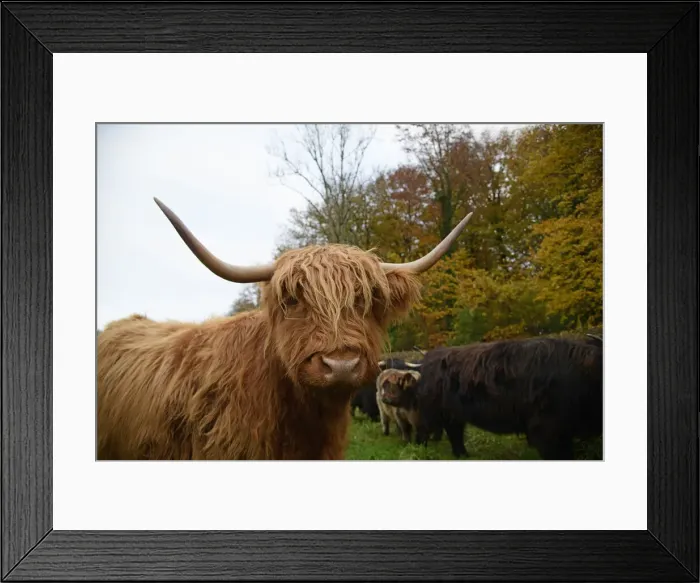Framed Print : MAMMAL. highland cattle ( BULL & cow ) in autumn leaves Framed Print : MAMMAL. highland cattle ( BULL & cow ) in autumn leaves
