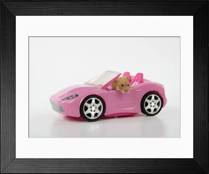 Framed Print : HAMSTER. hamster in a pink toy car Framed Print : HAMSTER. hamster in a pink toy car