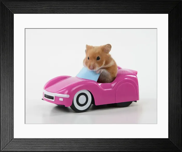 Framed Print : HAMSTER. hamster in a pink toy car Framed Print : HAMSTER. hamster in a pink toy car