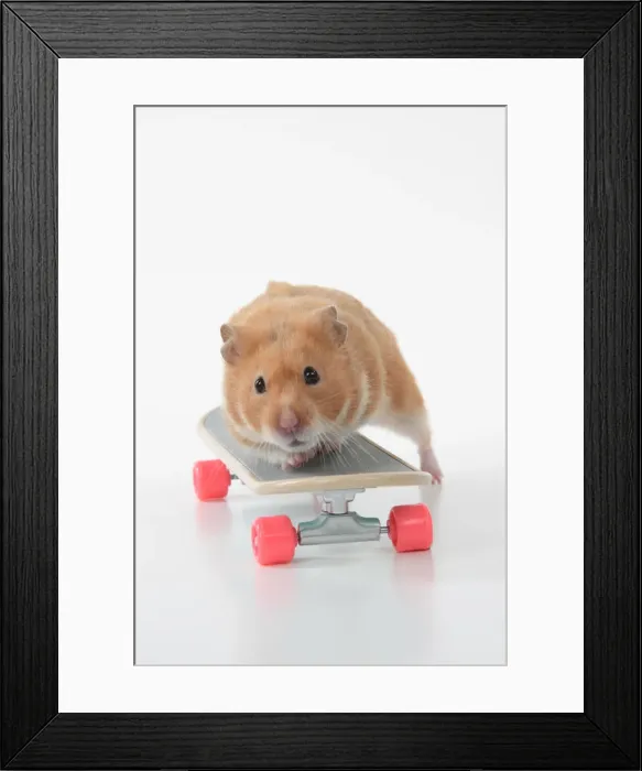 Framed Print : HAMSTER. Hamster on / with a scateboard, studio Framed Print : HAMSTER. Hamster on / with a scateboard, studio