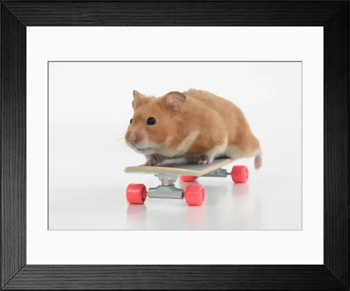 Framed Print : HAMSTER. Hamster on / with a scateboard, studio Framed Print : HAMSTER. Hamster on / with a scateboard, studio