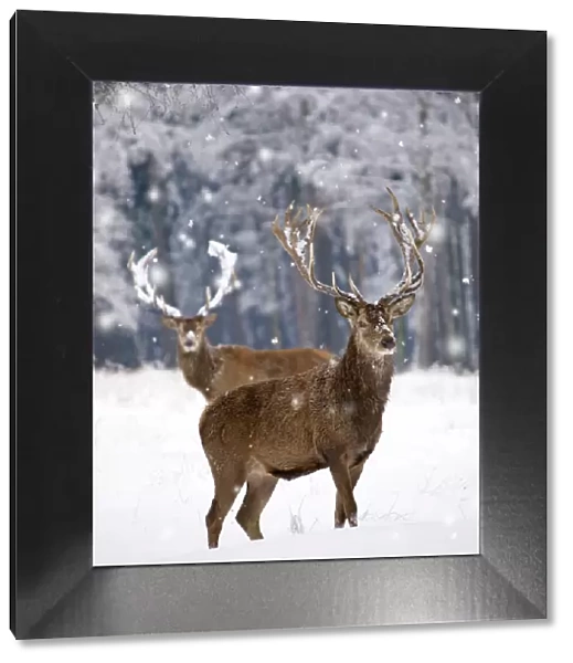 Red Deer - bucks in snow