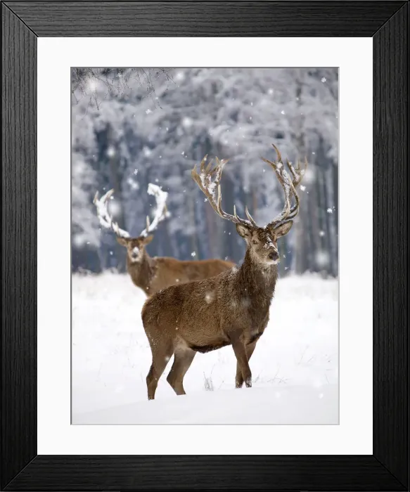 Framed Print : Red Deer - bucks in snow Framed Print : Red Deer - bucks in snow