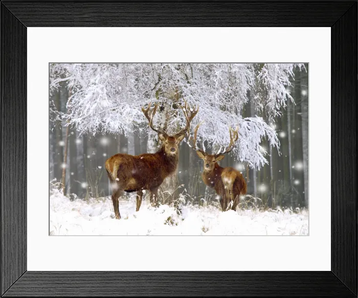 Framed Print : Red Deer - bucks in snow Framed Print : Red Deer - bucks in snow
