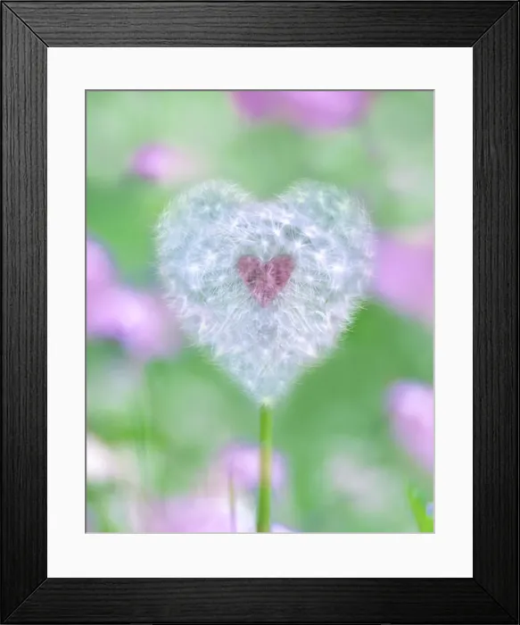 Framed Print : Heart shaped Dandelion seed head with pink heart Framed Print : Heart shaped Dandelion seed head with pink heart