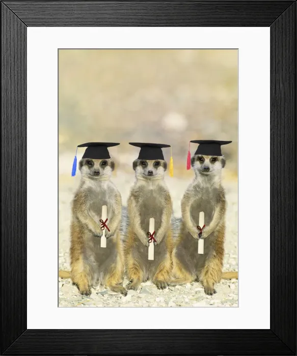 Framed Print : Suricate  /  Meerkats on Graduation Day