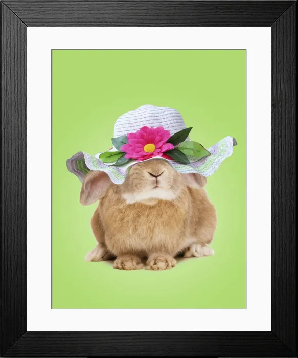 Framed Print : Domestic Rabbit - On spring green background Framed Print : Domestic Rabbit - On spring green background
