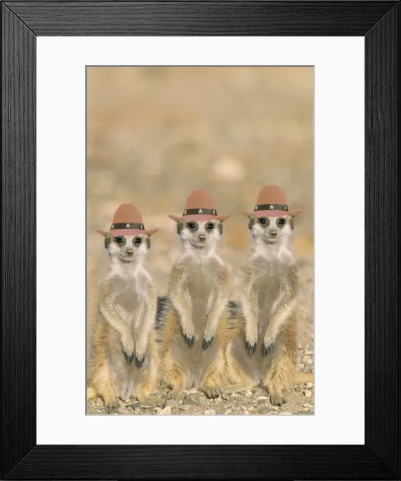 Framed Print : TD-1477. Suricate / Meerkat young on lookout, at the edge of their burrow.Kalahari Desert Framed Print : TD-1477. Suricate / Meerkat young on lookout, at the edge of their burrow.Kalahari Desert
