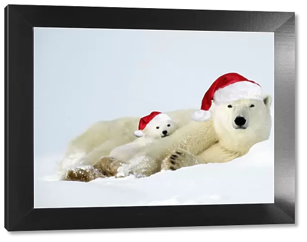 Polar bear and her cubs wearing red Christmas Santa hats in the snow