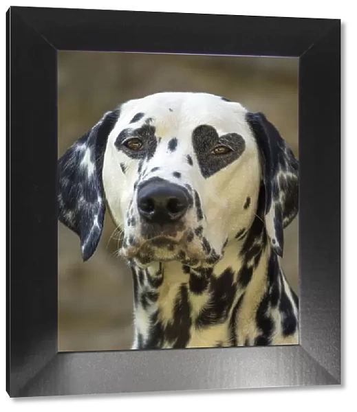 Dalmatian Dog with heart shaped spot over eye