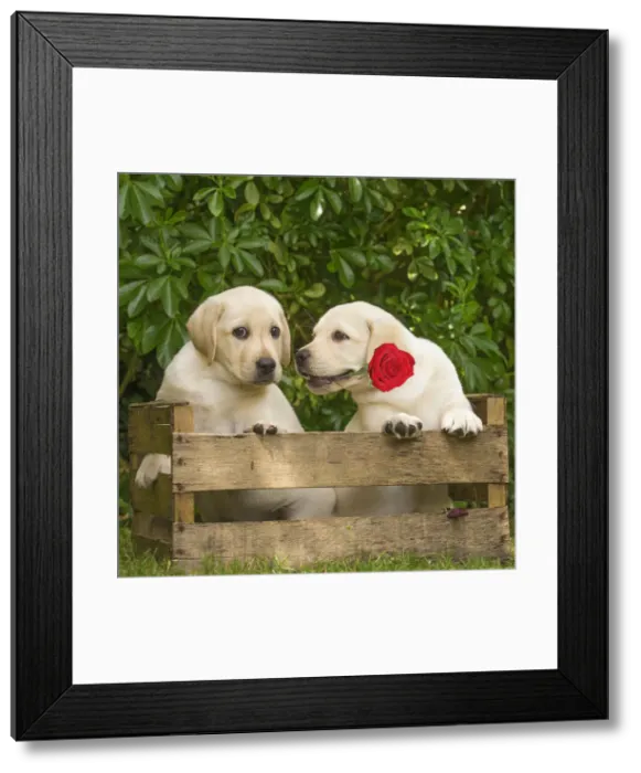 Framed Print : LABRO_079535