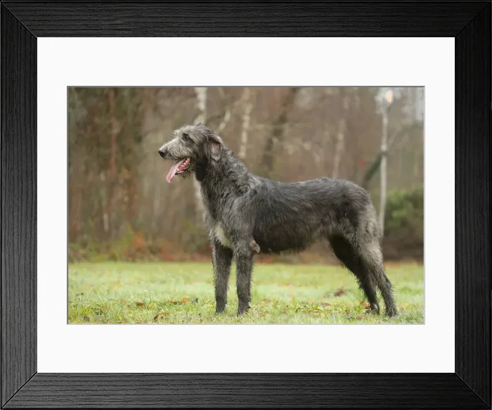 Framed Print : Irish wolfhound Framed Print : Irish wolfhound