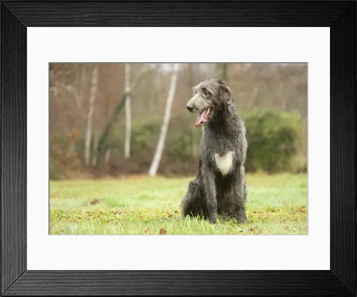 Framed Print : Irish wolfhound Framed Print : Irish wolfhound