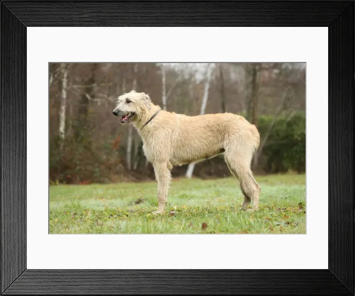 Framed Print : Irish wolfhound Framed Print : Irish wolfhound