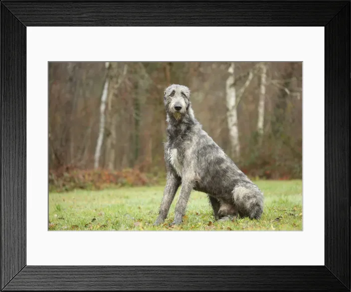 Framed Print : Irish wolfhound Framed Print : Irish wolfhound