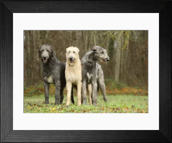 Framed Print : Irish wolfhound Framed Print : Irish wolfhound