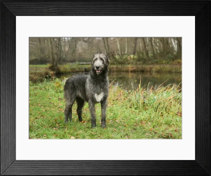 Framed Print : Irish wolfhound Framed Print : Irish wolfhound
