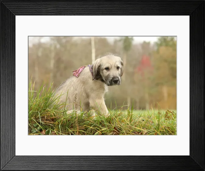 Framed Print : Irish wolfhound Framed Print : Irish wolfhound