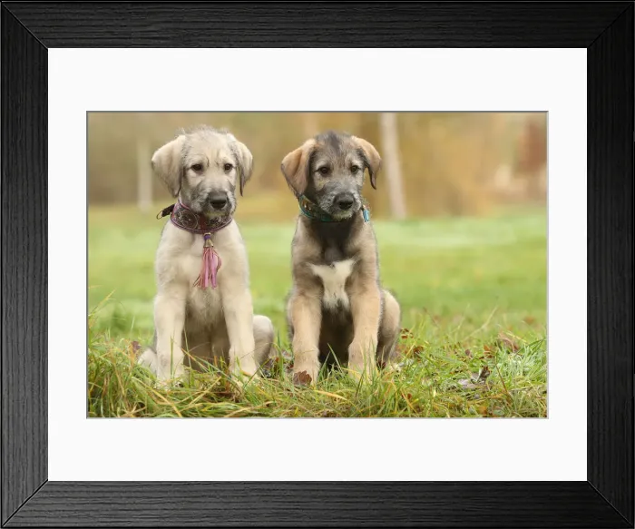 Framed Print : Irish wolfhound Framed Print : Irish wolfhound