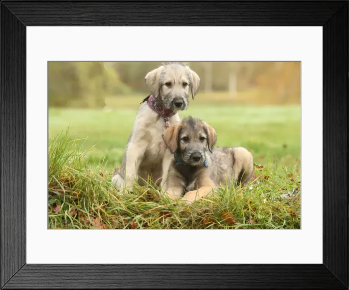 Framed Print : Irish wolfhound Framed Print : Irish wolfhound
