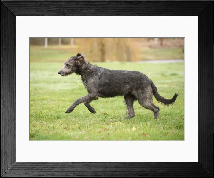 Framed Print : Irish wolfhound Framed Print : Irish wolfhound