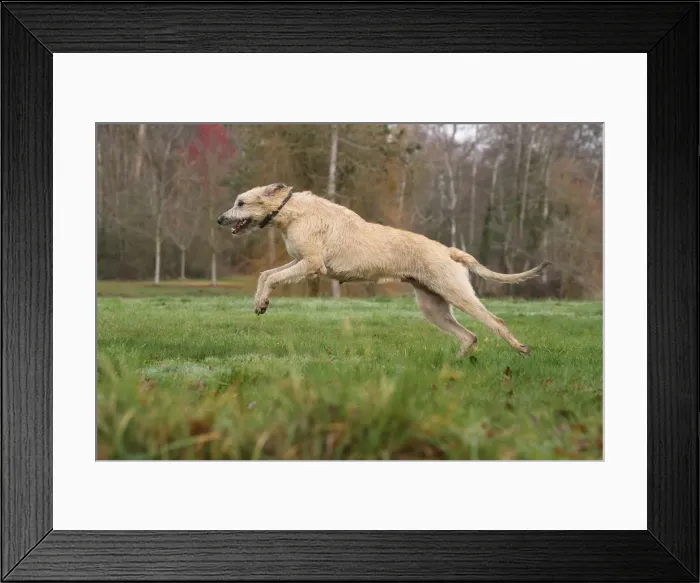 Framed Print : Irish wolfhound Framed Print : Irish wolfhound