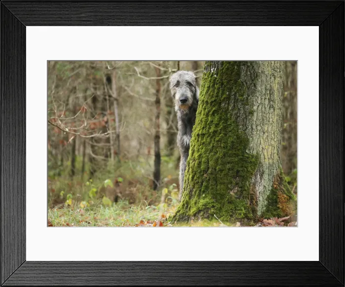 Framed Print : Irish wolfhound Framed Print : Irish wolfhound