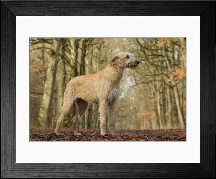 Framed Print : Irish wolfhound Framed Print : Irish wolfhound