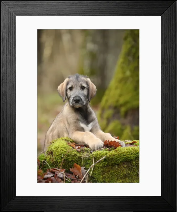 Framed Print : Irish wolfhound Framed Print : Irish wolfhound