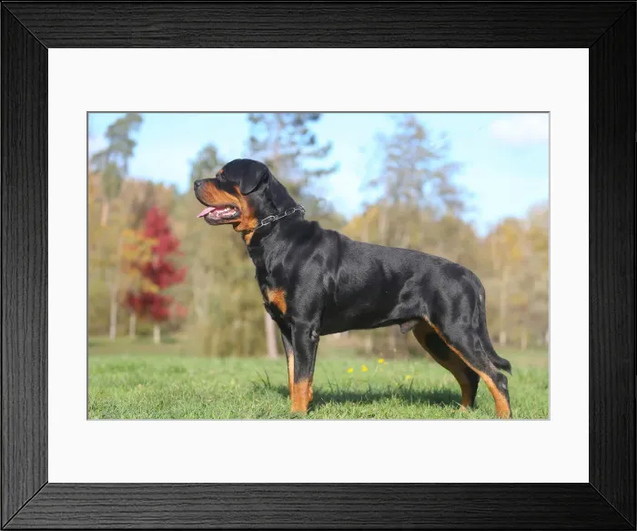 Framed Print : Rottweiler Framed Print : Rottweiler