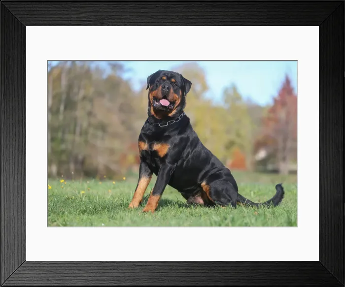 Framed Print : Rottweiler Framed Print : Rottweiler