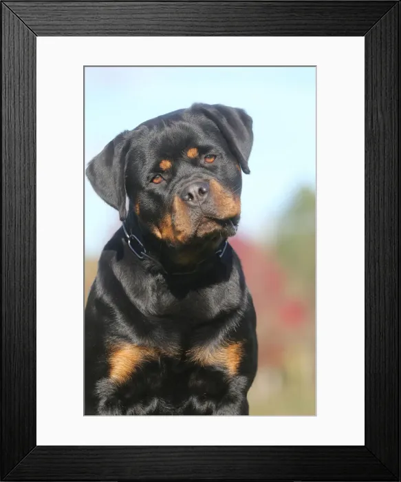 Framed Print : Rottweiler Framed Print : Rottweiler