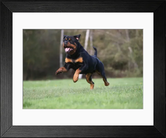 Framed Print : Rottweiler Framed Print : Rottweiler