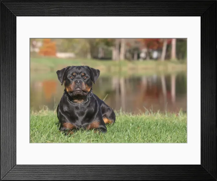 Framed Print : Rottweiler Framed Print : Rottweiler