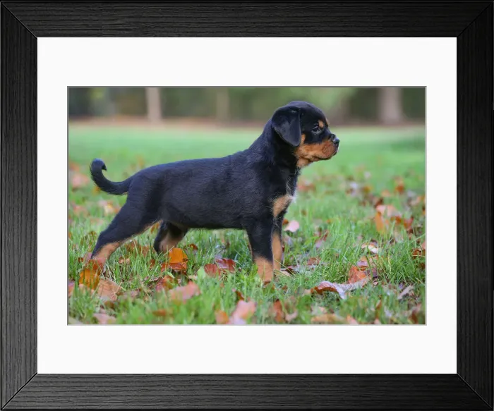 Framed Print : Rottweiler Framed Print : Rottweiler