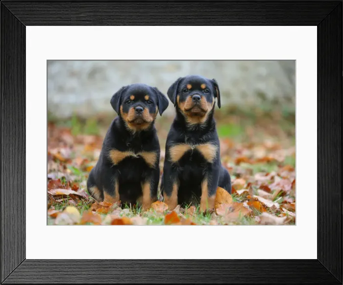 Framed Print : Rottweiler Framed Print : Rottweiler