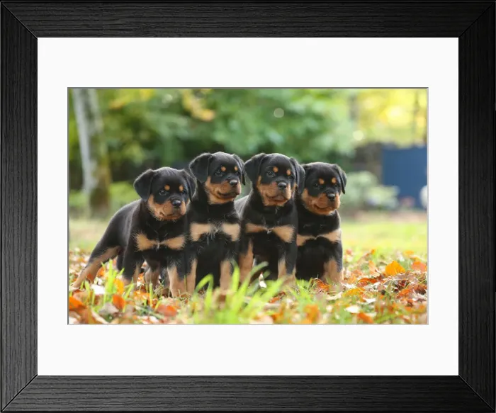Framed Print : Rottweiler Framed Print : Rottweiler