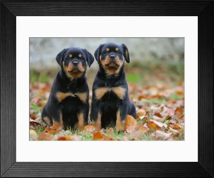 Framed Print : Rottweiler Framed Print : Rottweiler